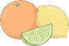 fruit_citrus illustration